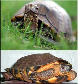 boxturtles.jpg